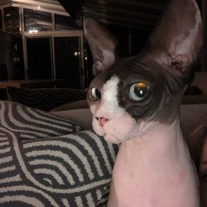 Meet your Posher, Sissi